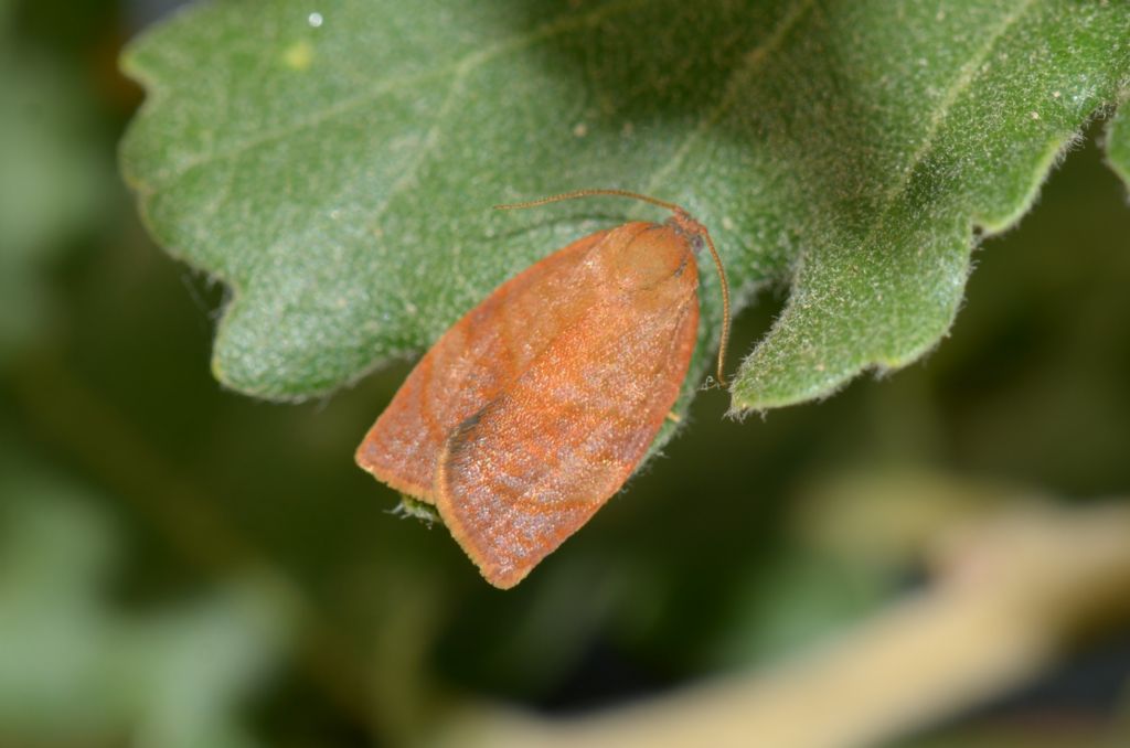 Clepsis consimilana femmina ?